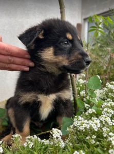Wesley a black and tan Romanian rescue dog | 1 Dog at a Time Rescue UK