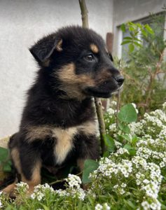 Wesley a black and tan Romanian rescue dog | 1 Dog at a Time Rescue UK