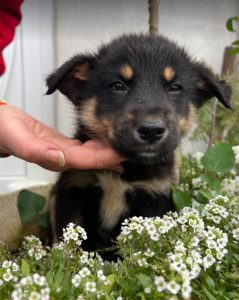 Wesley a black and tan Romanian rescue dog | 1 Dog at a Time Rescue UK