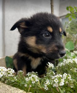 Wesley a black and tan Romanian rescue dog | 1 Dog at a Time Rescue UK