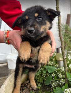 Wesley a black and tan Romanian rescue dog | 1 Dog at a Time Rescue UK