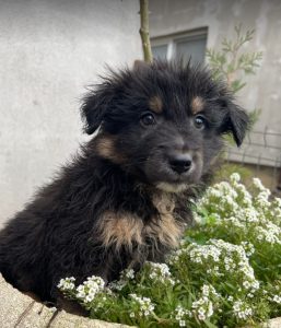 Woody a black and tan Romanian rescue dog | 1 Dog at a Time Rescue UK