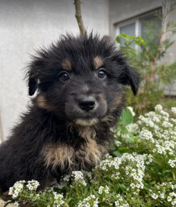 Woody a black and tan Romanian rescue dog | 1 Dog at a Time Rescue UK