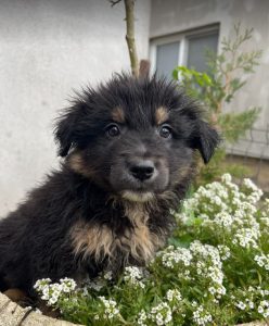 Woody a black and tan Romanian rescue dog | 1 Dog at a Time Rescue UK