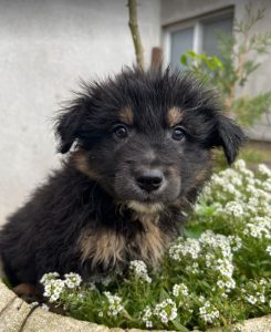 Woody a black and tan Romanian rescue dog | 1 Dog at a Time Rescue UK