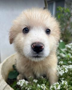 Yogi a cream coloured Romanian rescue dog | 1 Dog at a Time Rescue UK