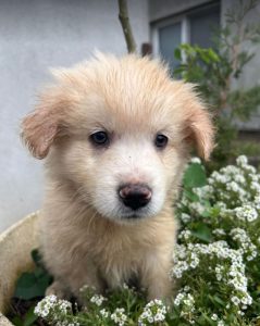 Yogi a cream coloured Romanian rescue dog | 1 Dog at a Time Rescue UK