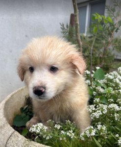 Yogi a cream coloured Romanian rescue dog | 1 Dog at a Time Rescue UK