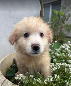 Yogi a cream coloured Romanian rescue dog | 1 Dog at a Time Rescue UK