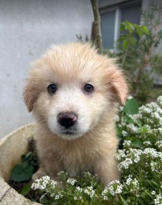 Yogi a cream coloured Romanian rescue dog | 1 Dog at a Time Rescue UK