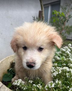 Yogi a cream coloured Romanian rescue dog | 1 Dog at a Time Rescue UK