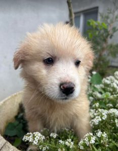 Yogi a cream coloured Romanian rescue dog | 1 Dog at a Time Rescue UK