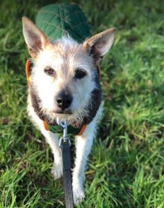 Abbie a tan romanian rescue dog | 1 dog at a time rescue uk