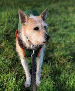 Abbie a tan romanian rescue dog | 1 dog at a time rescue uk