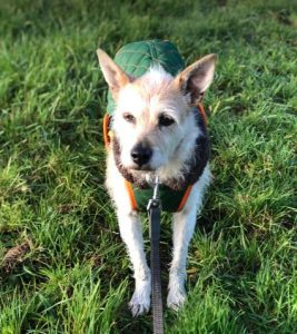 Abbie a tan romanian rescue dog | 1 dog at a time rescue uk
