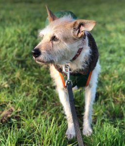 Abbie a tan romanian rescue dog | 1 dog at a time rescue uk