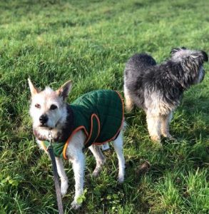 Abbie a tan romanian rescue dog | 1 dog at a time rescue uk