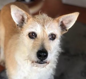 Abbie a tan romanian rescue dog | 1 dog at a time rescue uk