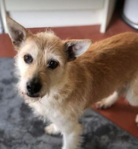 Abbie a tan romanian rescue dog | 1 dog at a time rescue uk