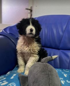 Herbie a black and white Romanian rescue dog | 1 Dog at a Time Rescue UK
