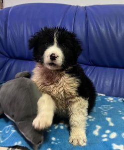 Herbie a black and white Romanian rescue dog | 1 Dog at a Time Rescue UK
