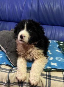 Herbie a black and white Romanian rescue dog | 1 Dog at a Time Rescue UK