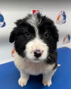 Herbie a black and white Romanian rescue dog | 1 Dog at a Time Rescue UK