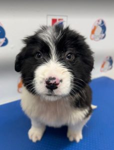 Herbie a black and white Romanian rescue dog | 1 Dog at a Time Rescue UK
