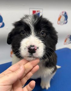 Herbie a black and white Romanian rescue dog | 1 Dog at a Time Rescue UK