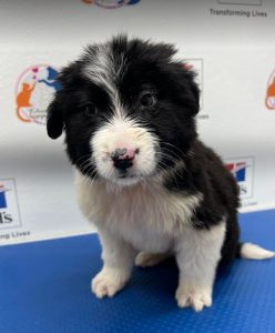 Herbie a black and white Romanian rescue dog | 1 Dog at a Time Rescue UK