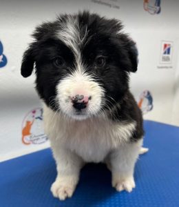 Herbie a black and white Romanian rescue dog | 1 Dog at a Time Rescue UK