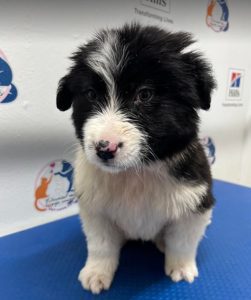 Herbie a black and white Romanian rescue dog | 1 Dog at a Time Rescue UK
