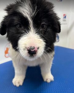 Herbie a black and white Romanian rescue dog | 1 Dog at a Time Rescue UK