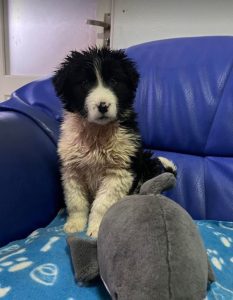 Herbie a black and white Romanian rescue dog | 1 Dog at a Time Rescue UK