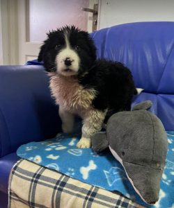 Herbie a black and white Romanian rescue dog | 1 Dog at a Time Rescue UK