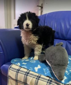 Herbie a black and white Romanian rescue dog | 1 Dog at a Time Rescue UK