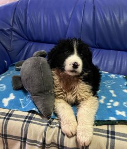 Herbie a black and white Romanian rescue dog | 1 Dog at a Time Rescue UK