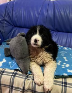 Herbie a black and white Romanian rescue dog | 1 Dog at a Time Rescue UK