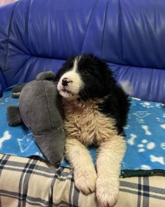 Herbie a black and white Romanian rescue dog | 1 Dog at a Time Rescue UK