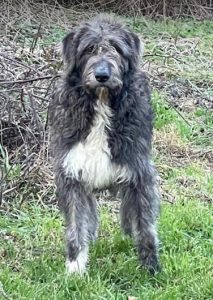 Lacey a brown and white Romanian rescue dog | 1 Dog at a Time Rescue UK