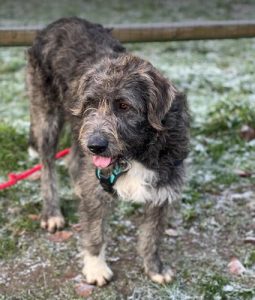 Lacey a brown and white Romanian rescue dog | 1 Dog at a Time Rescue UK