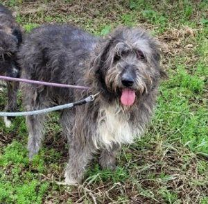 Lacey a brown and white Romanian rescue dog | 1 Dog at a Time Rescue UK