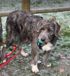 Lacey a brown and white Romanian rescue dog | 1 Dog at a Time Rescue UK
