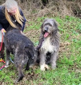 Lacey a brown and white Romanian rescue dog | 1 Dog at a Time Rescue UK