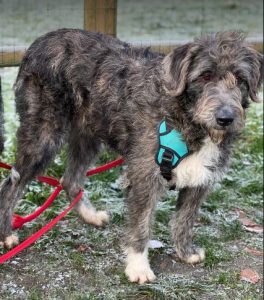 Lacey a brown and white Romanian rescue dog | 1 Dog at a Time Rescue UK