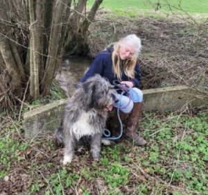 Lacey a brown and white Romanian rescue dog | 1 Dog at a Time Rescue UK