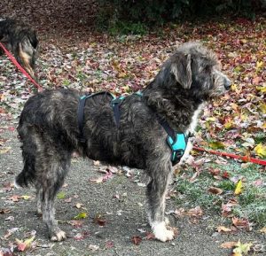 Lacey a brown and white Romanian rescue dog | 1 Dog at a Time Rescue UK