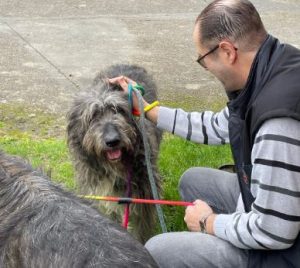 Lacey a brown and white Romanian rescue dog | 1 Dog at a Time Rescue UK