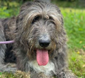 Lacey a brown and white Romanian rescue dog | 1 Dog at a Time Rescue UK