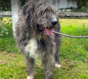 Lacey a brown and white Romanian rescue dog | 1 Dog at a Time Rescue UK